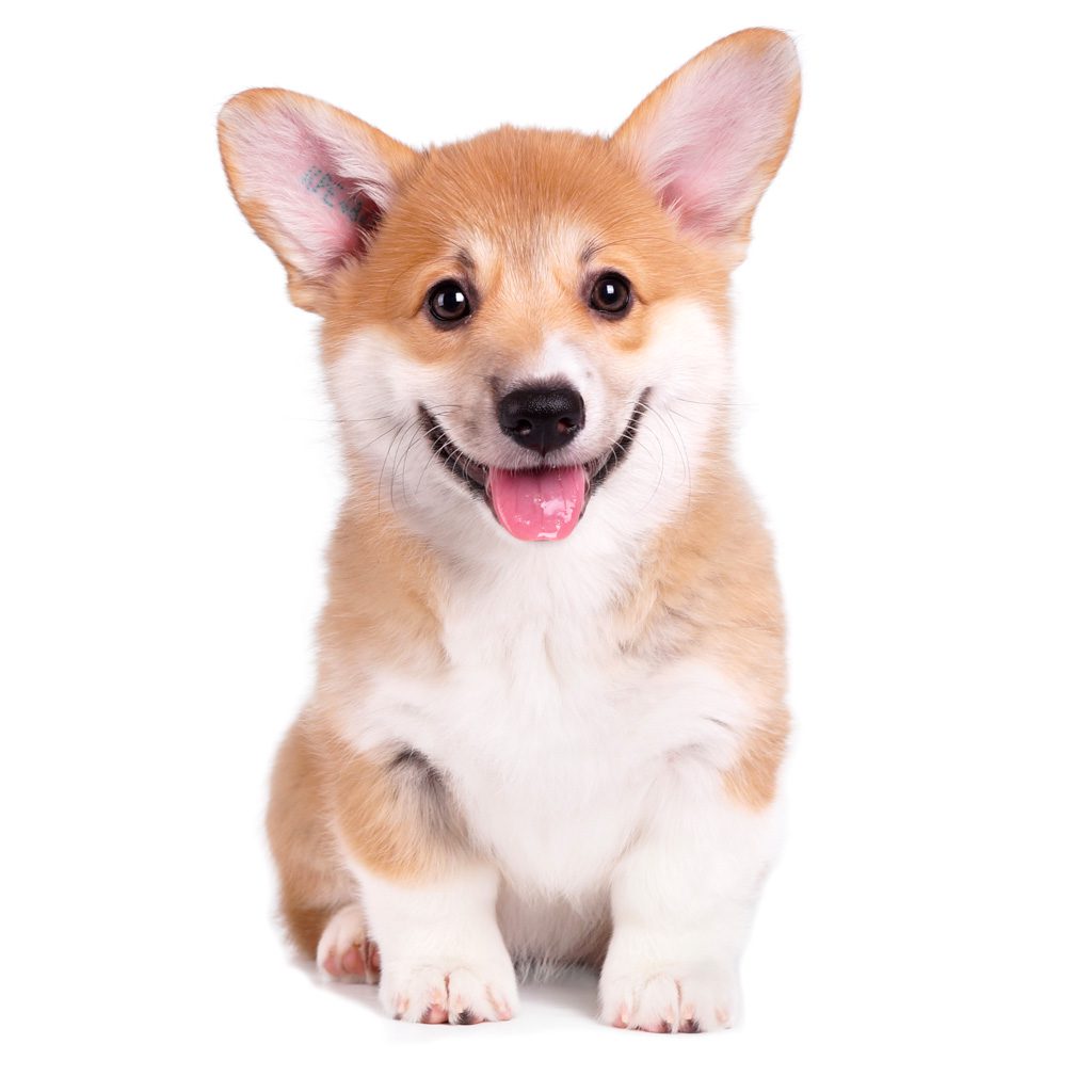 Sunny Vista Senior Living Community in Colorado Springs, CO - small corgi dog sv website